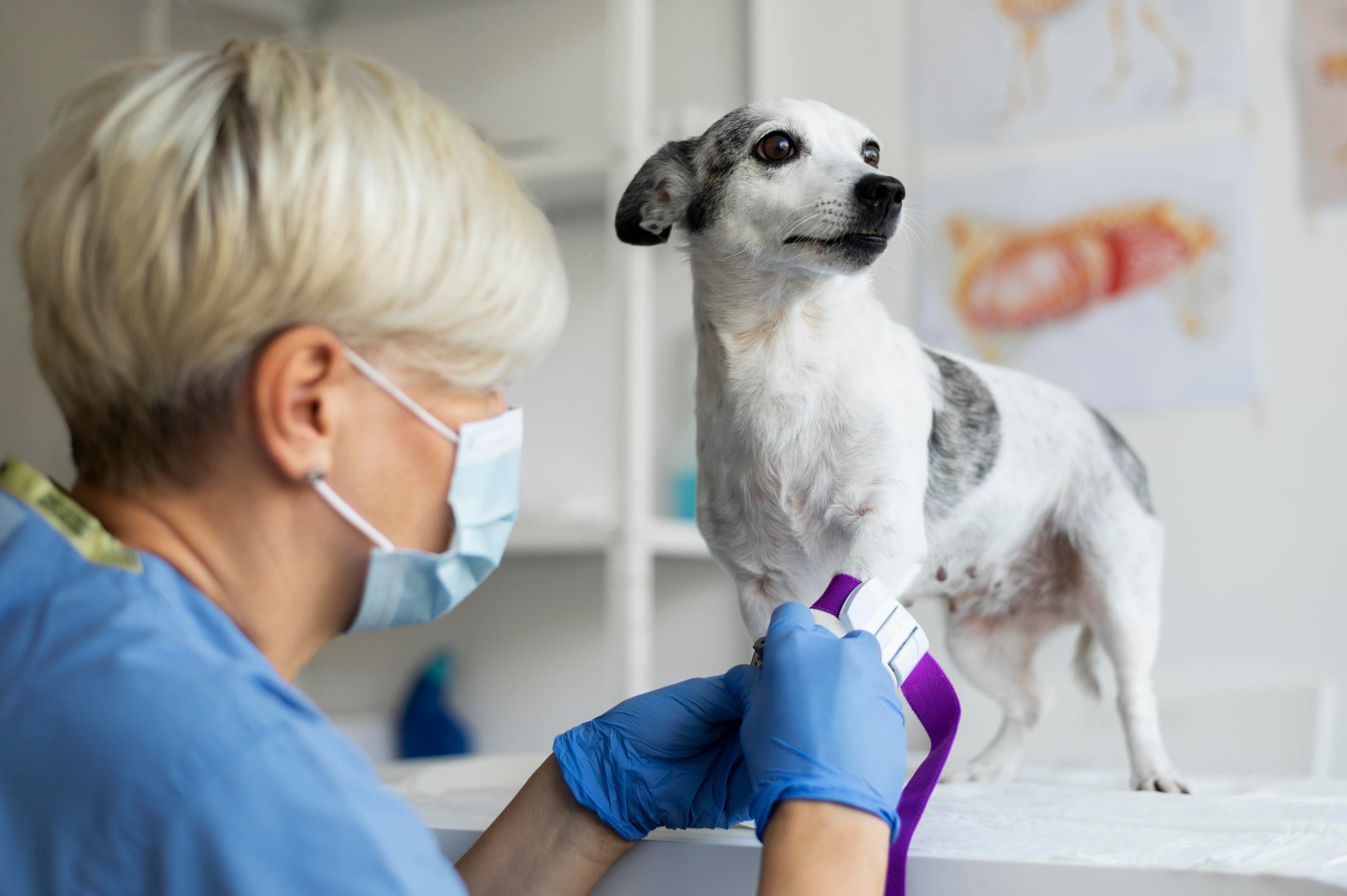 Anaesthesia for Dogs