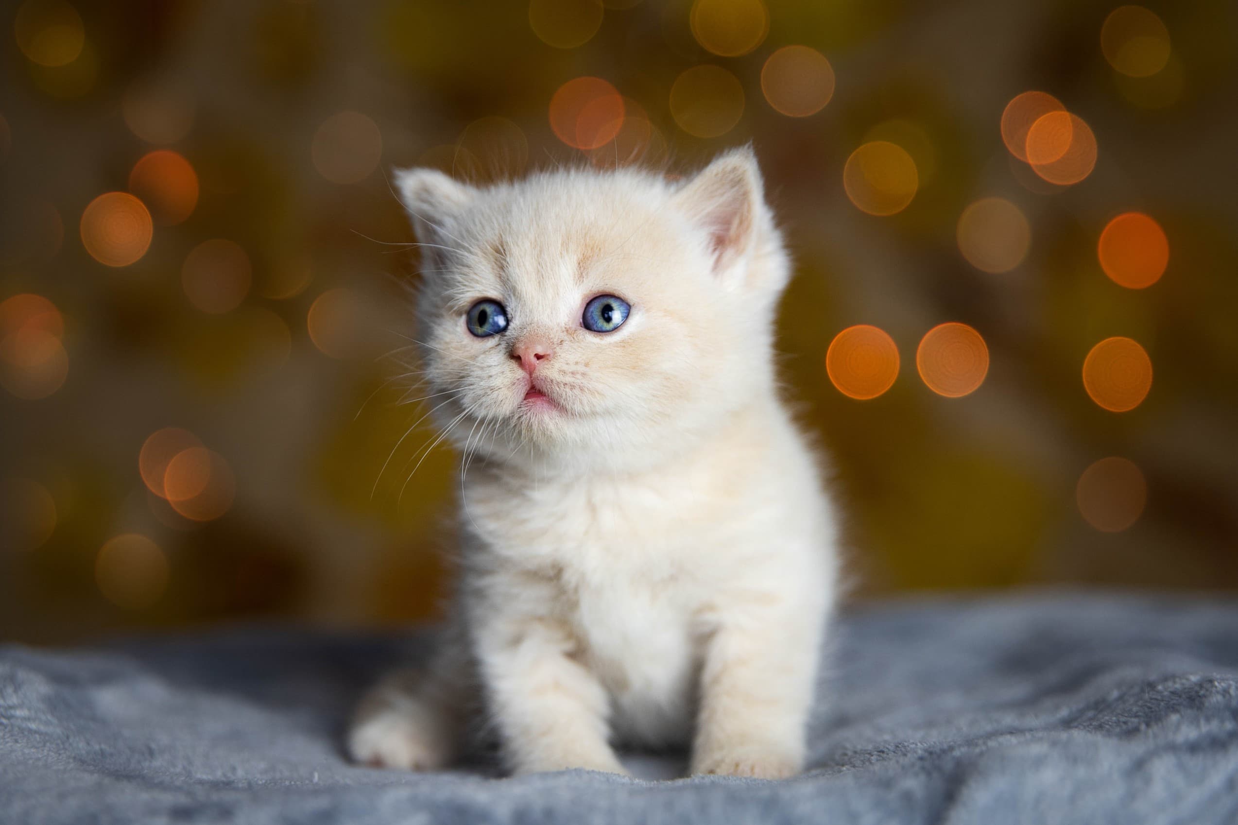 pet vaccination