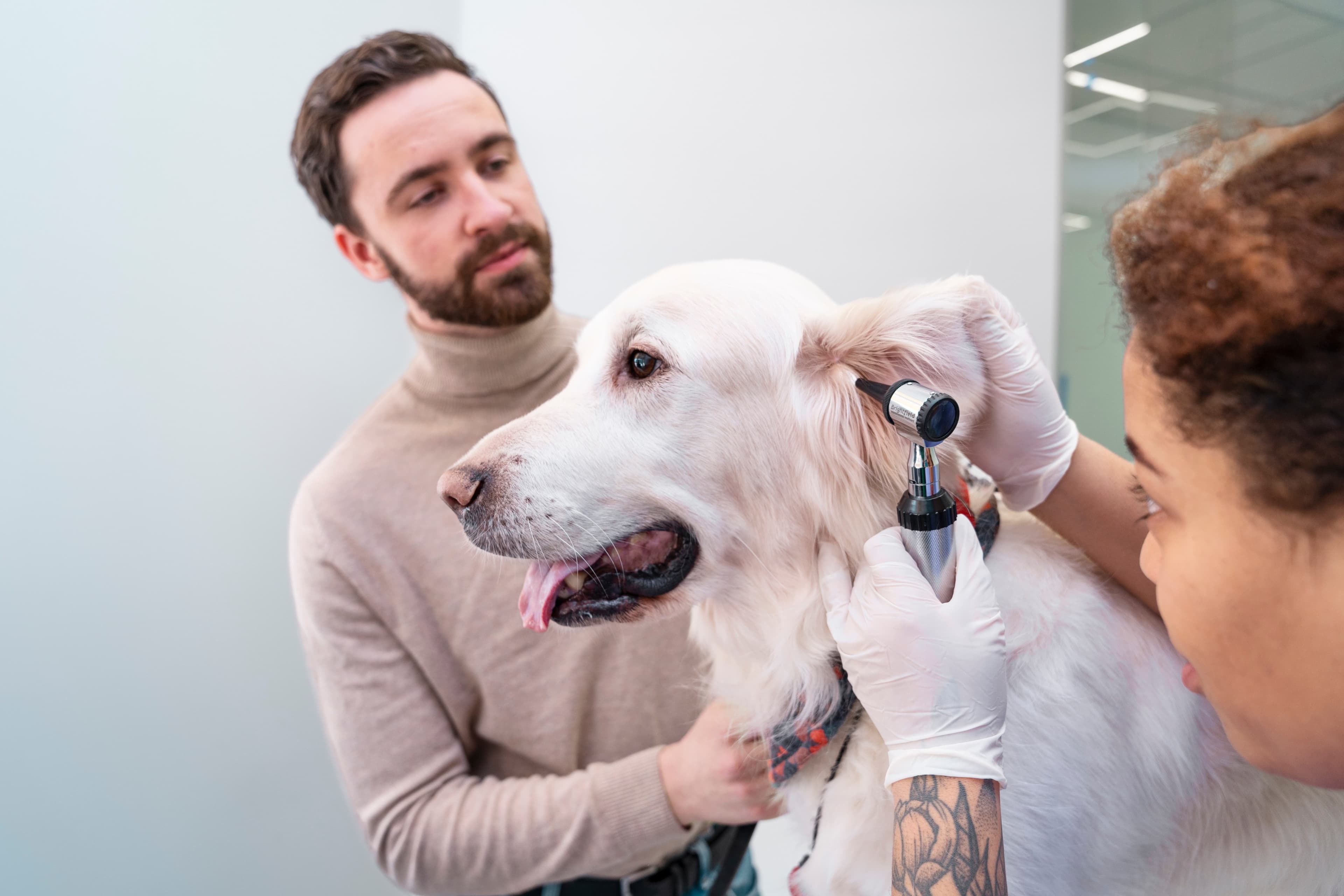 dog grooming service