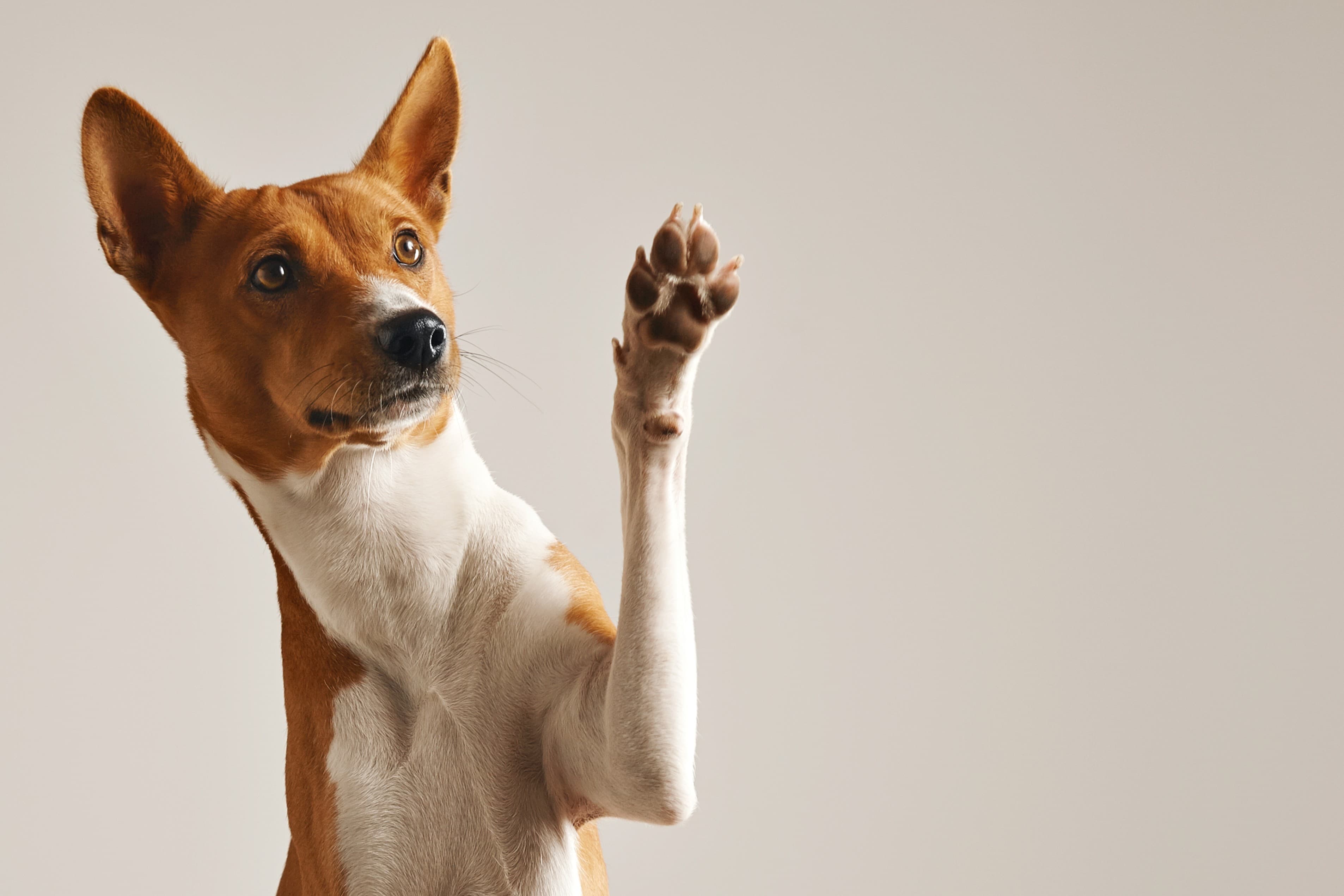 dog grooming