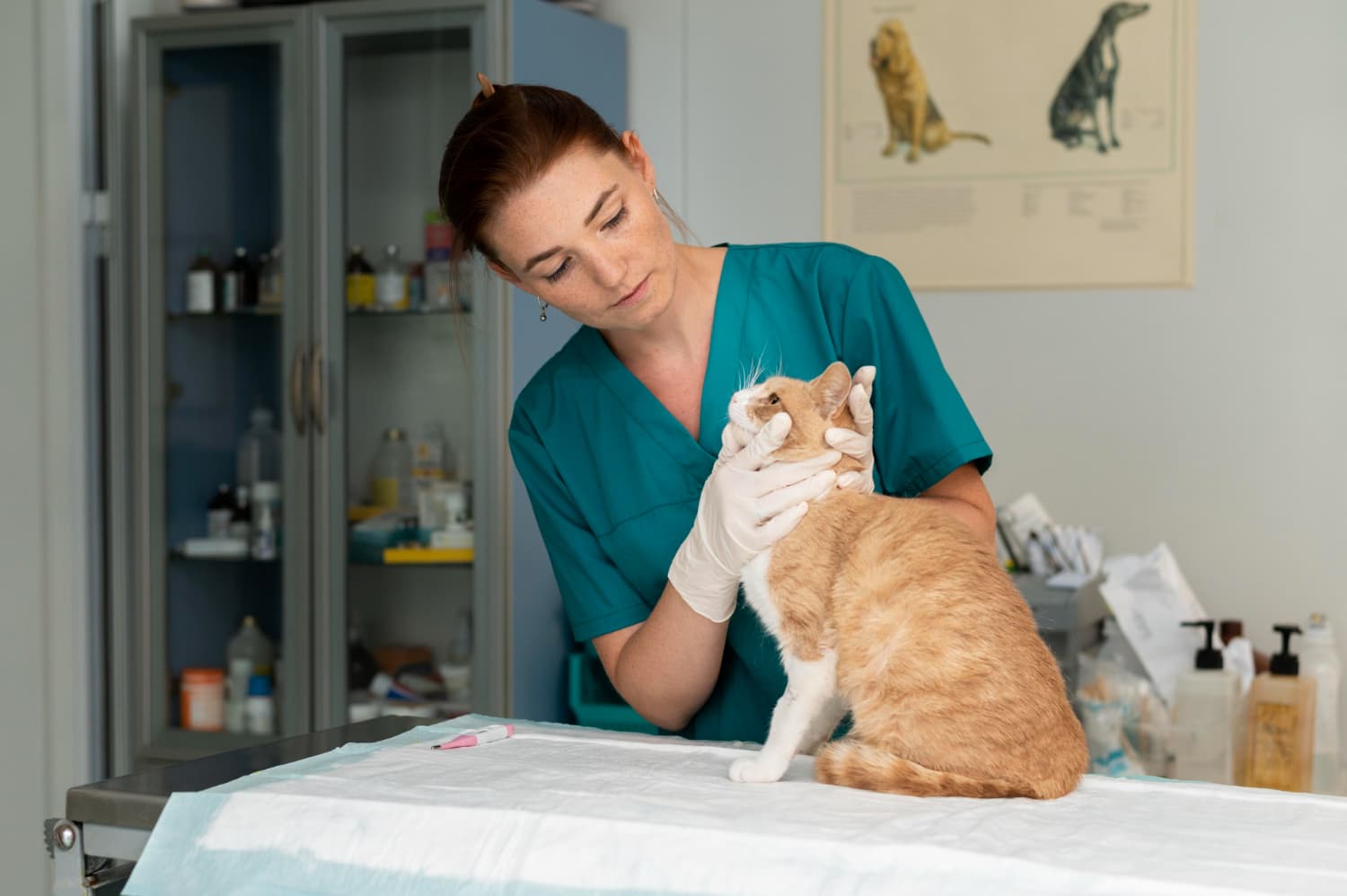 importance of vaccination for cats
