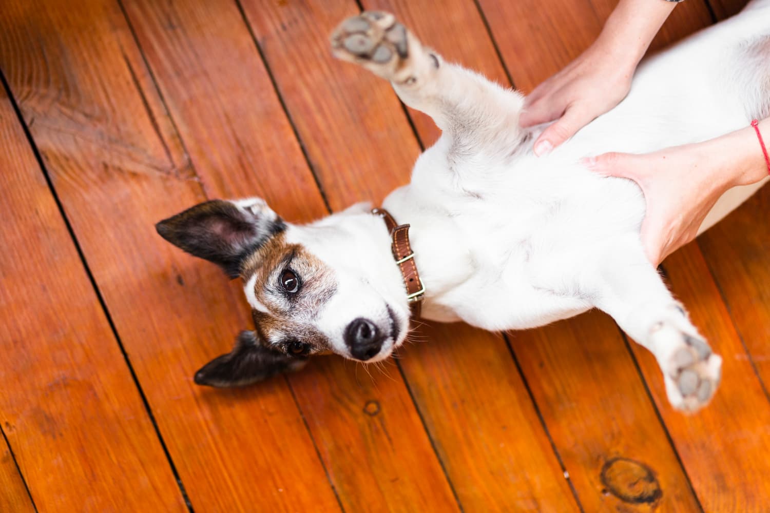 pet wellness exams