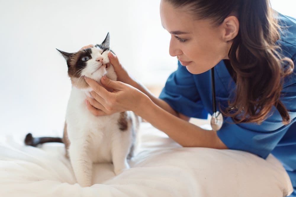 Common Dental Issues Found in Cats