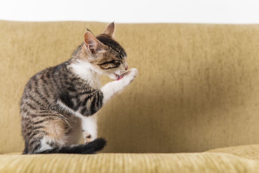 Cat Overgrooming: When Clean Becomes Concerning