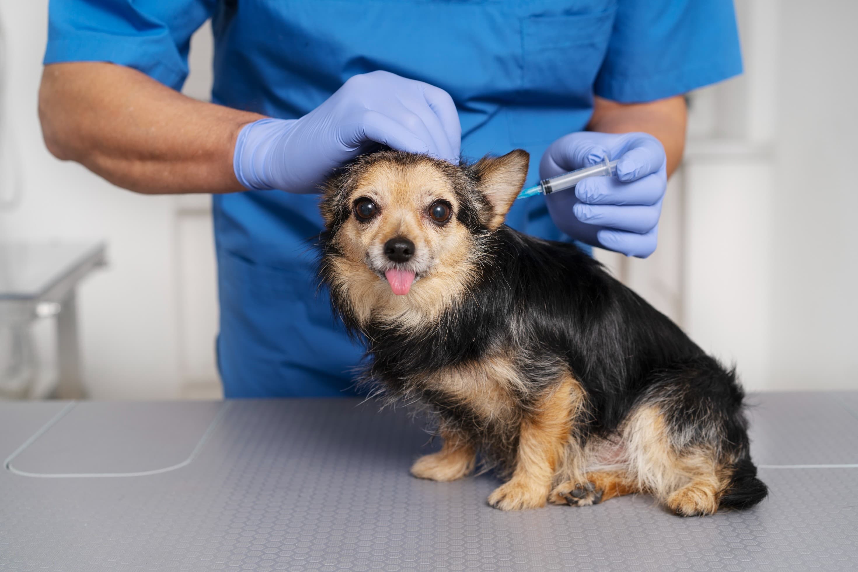 vaccination for dogs and cats