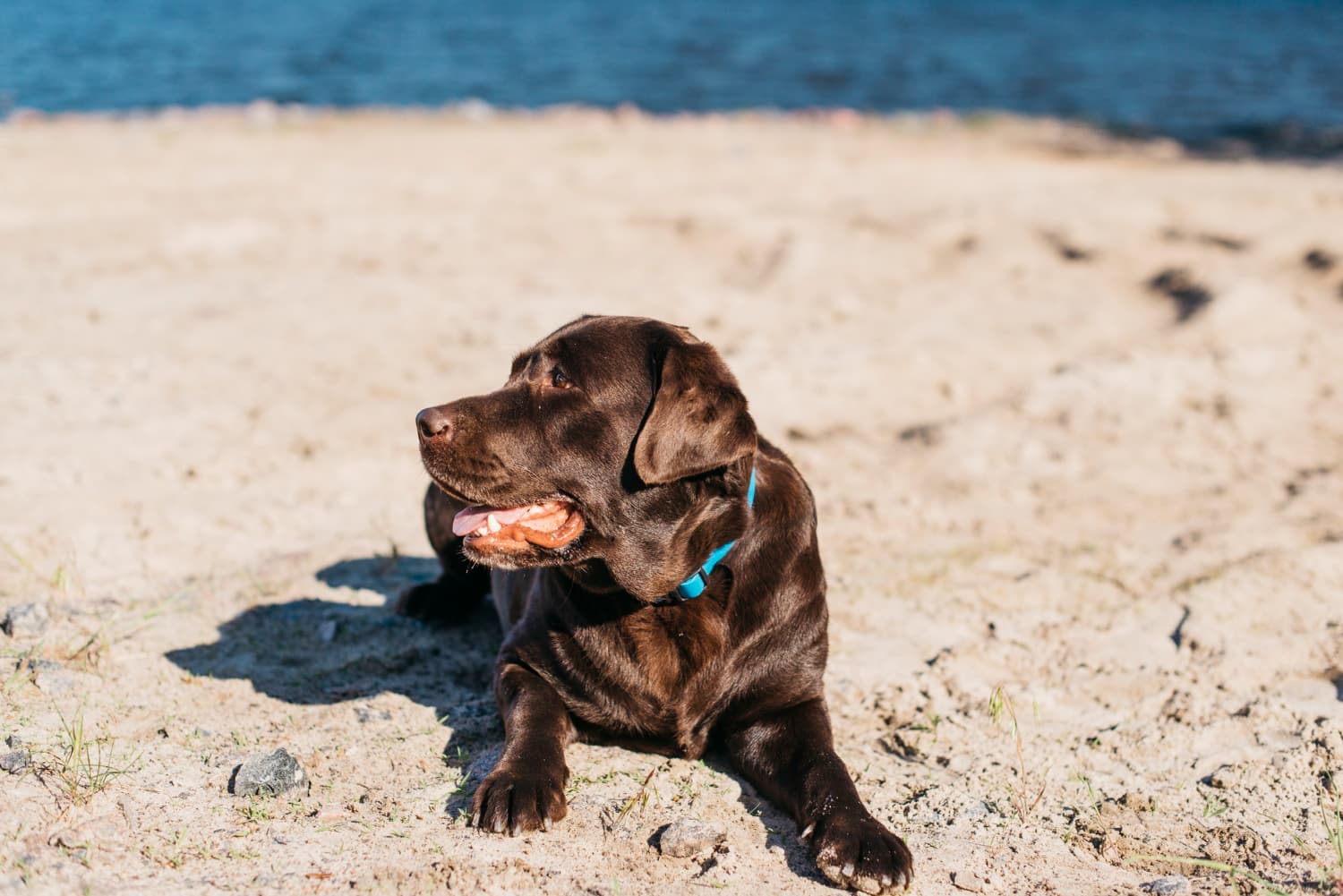 dogs in summer heat