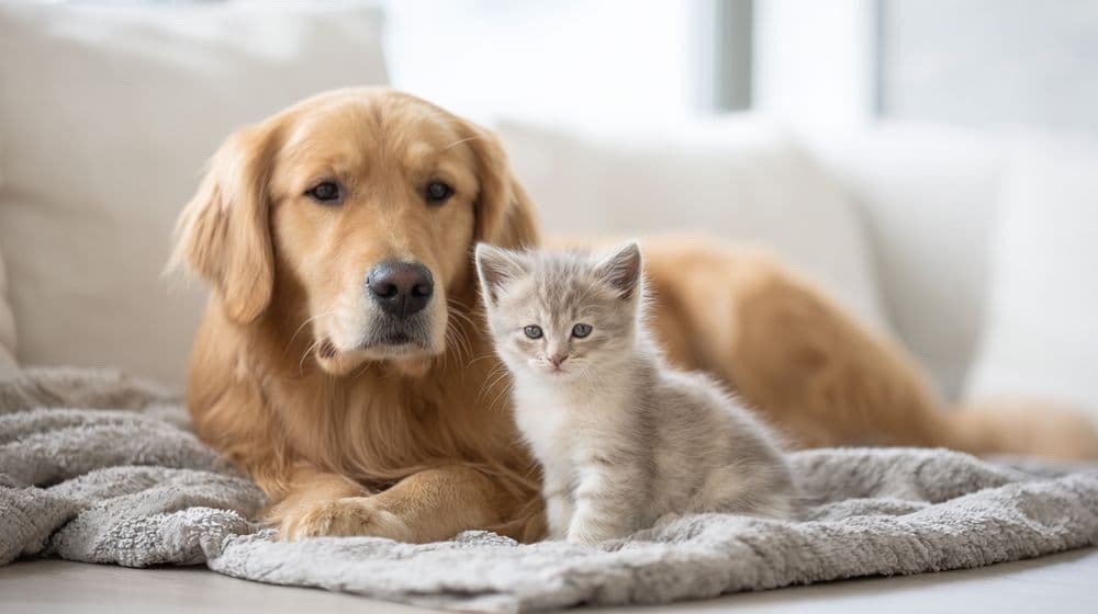 The Importance of Vaccinations for Pets